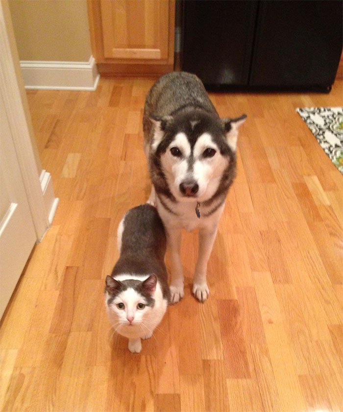 Huskies Funny Moments