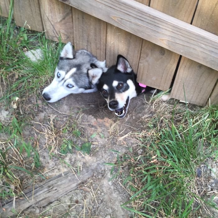 weird huskies