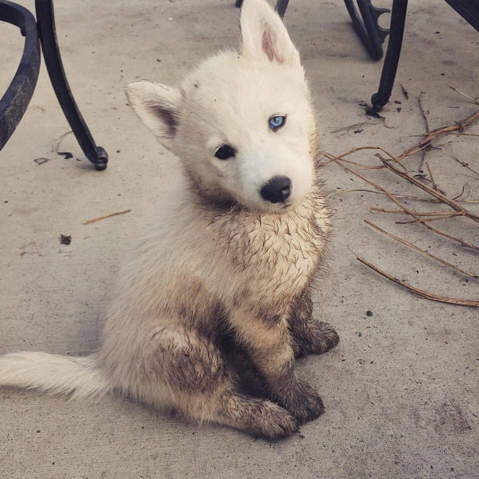 Siberian Husky and German Shepherd