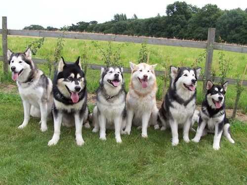 Alaskan malamute coat color