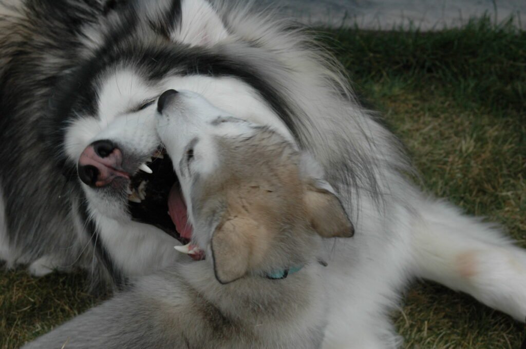 Alaskan malamute aggressive to new owners