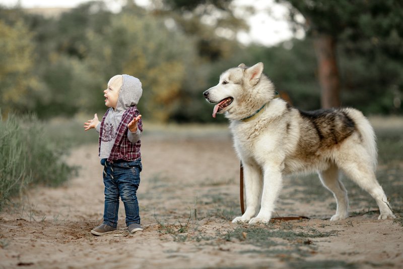 Alaskan malamute kids friendly 