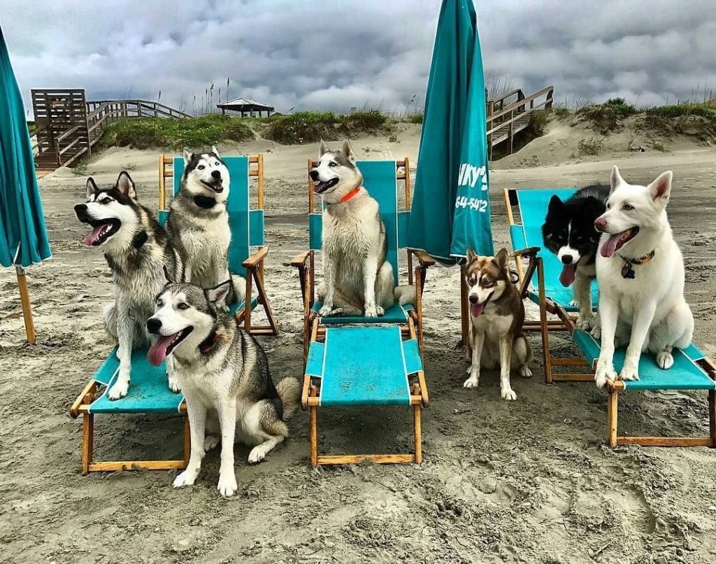 Huskies having fun