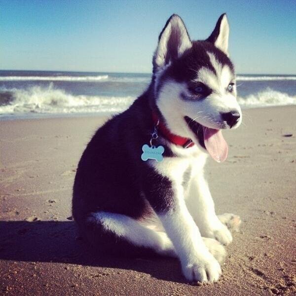 Things your Husky Will Do At The Beach