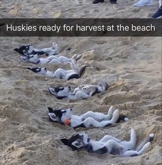 Things your Husky Will Do At The Beach