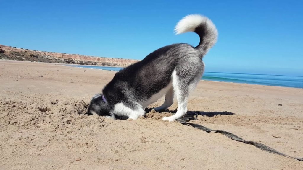 Huskies having fun