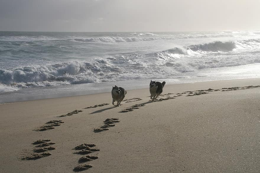 Huskies having fun at the beach