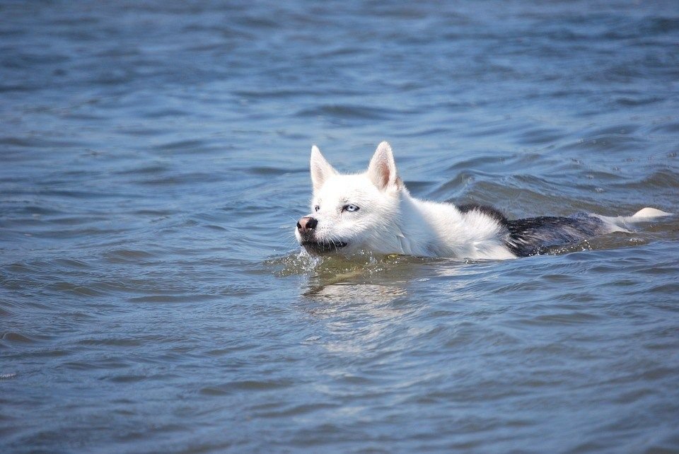 Huskies having fun