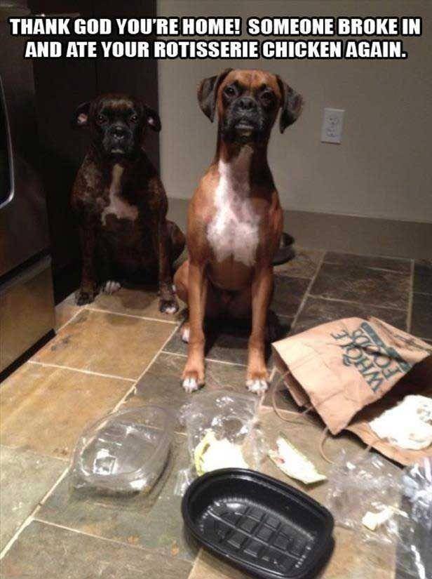 Funny dogs busted