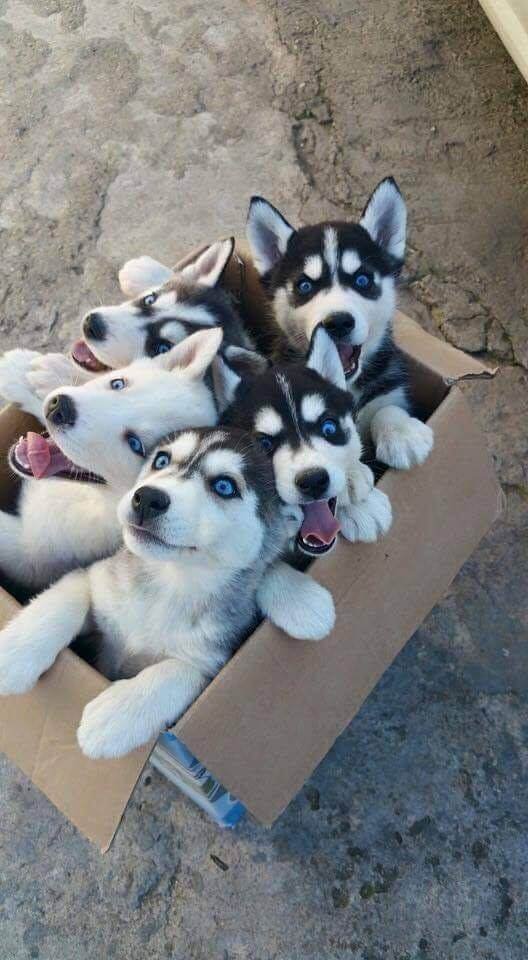 Box of Husky Puppies
