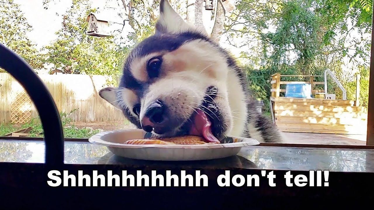 10 Epic Pics Of Sneaky Dogs Stealing Food That Will Make You Laugh