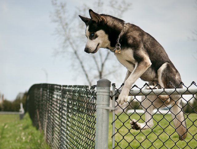 Husky jumping over the fence