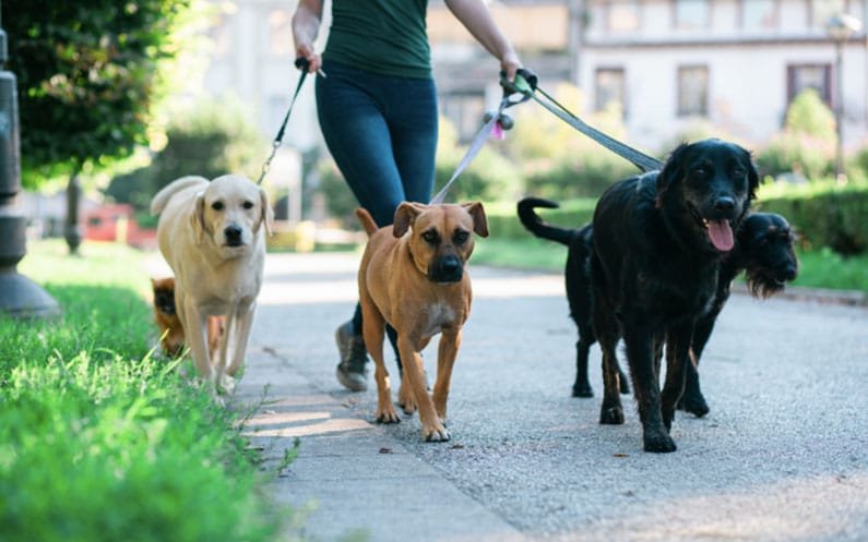 dog walking tips