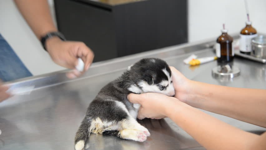 husky puppy at the vet