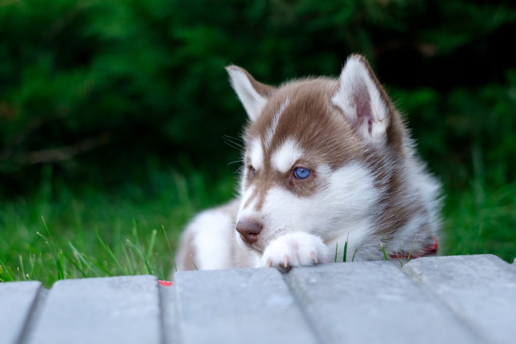 Siberian Husky Temperament