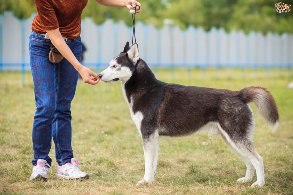 teaching siberian husky