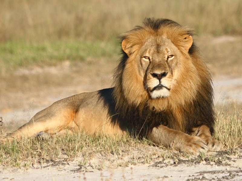 African lion