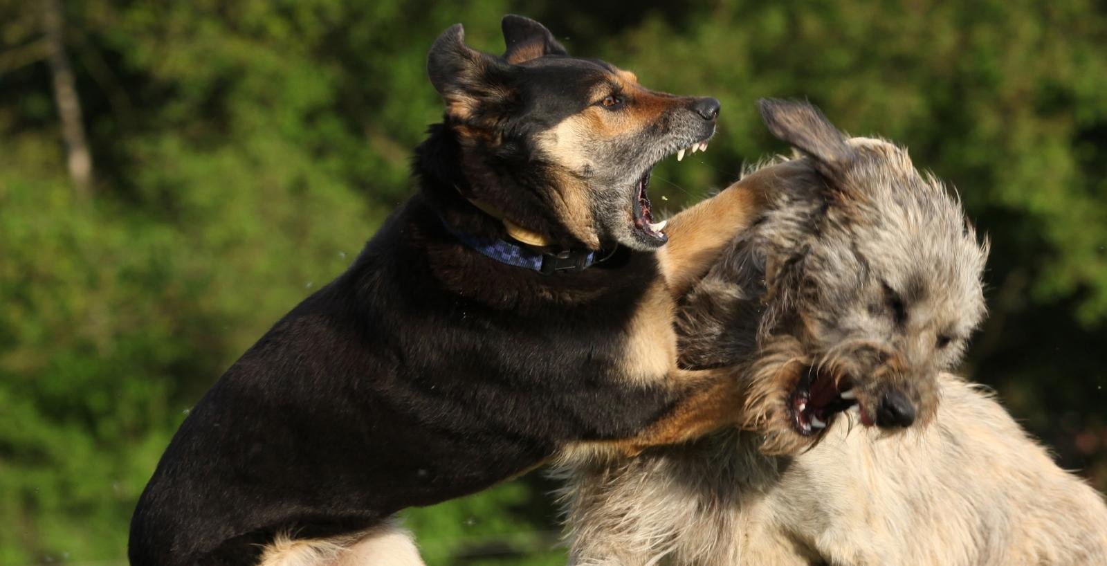 Dog Aggressive Behavior