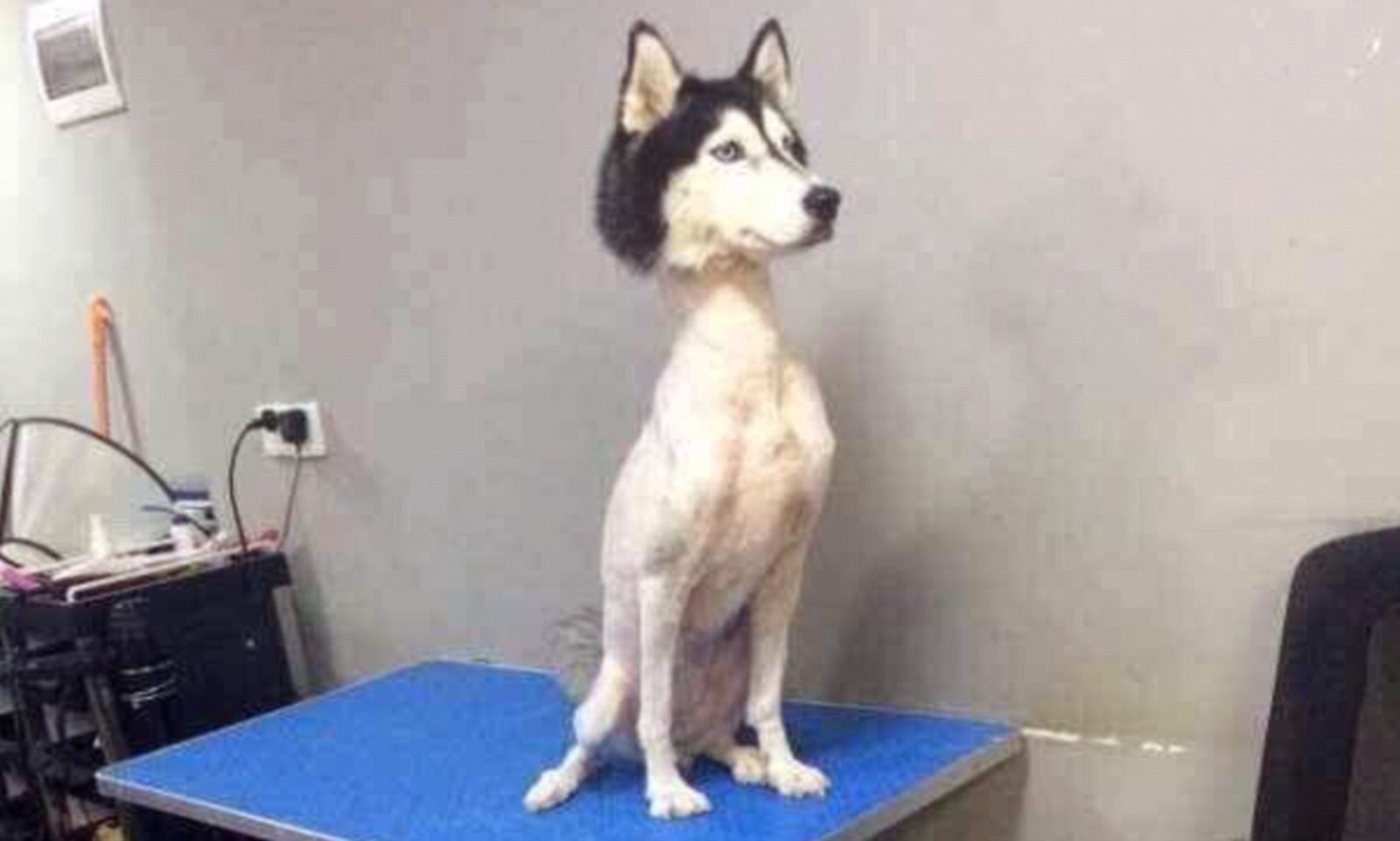 Never shave your Siberian Husky