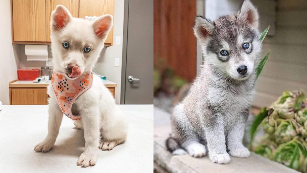 Siberian Huskies with kids and other pets