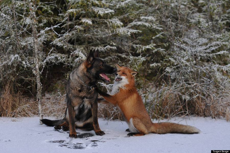 Dog and Fox are best friends