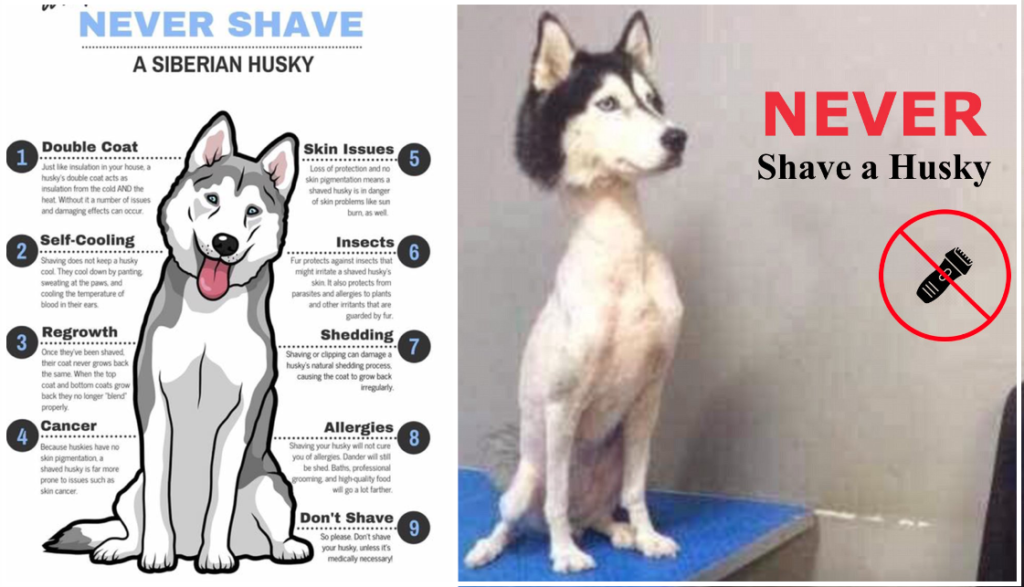 Never shave your Siberian Husky