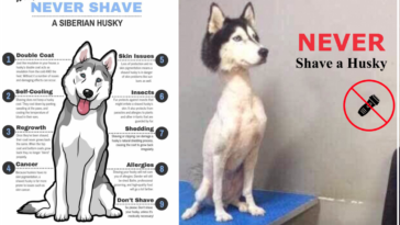 Never shave your Siberian Husky