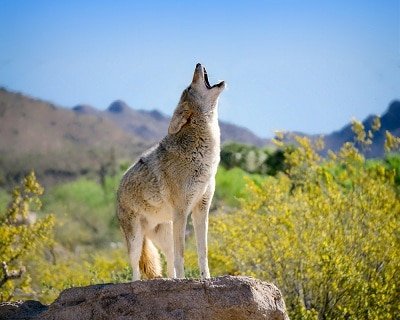 both husky and coyote howl