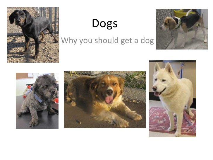 why you should get a dog