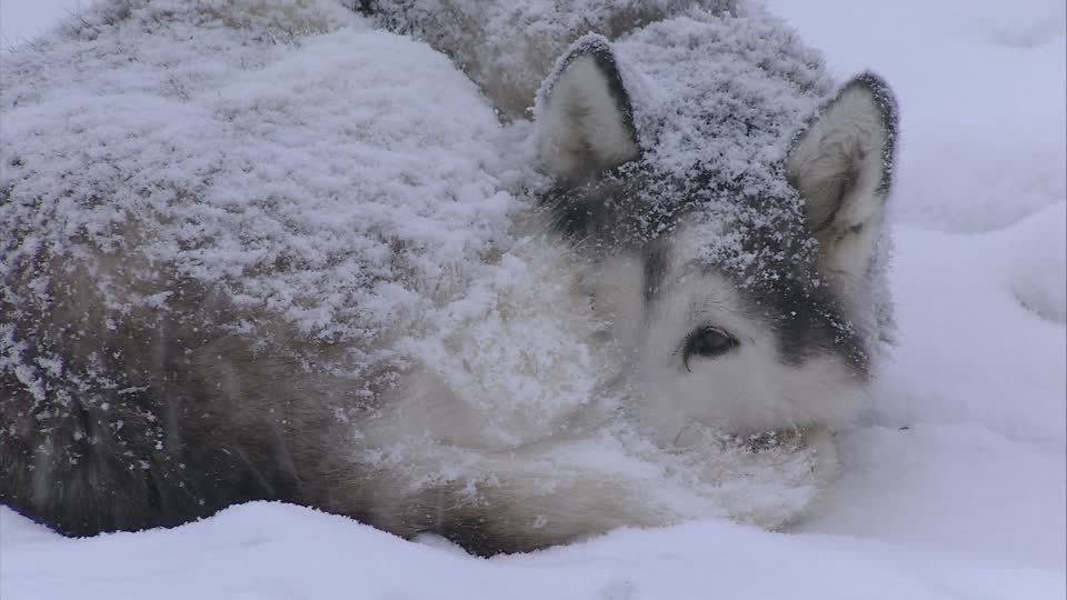 dogs born for snow