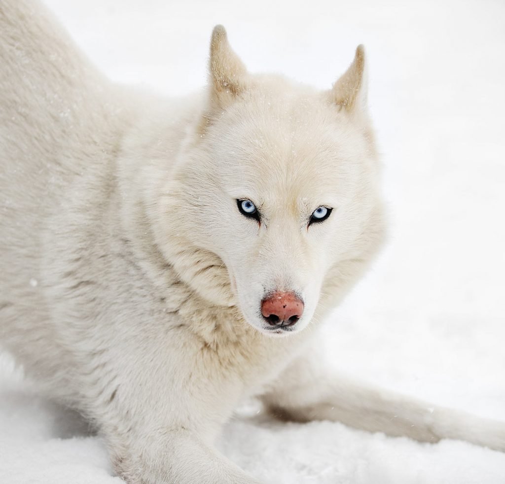 white husky