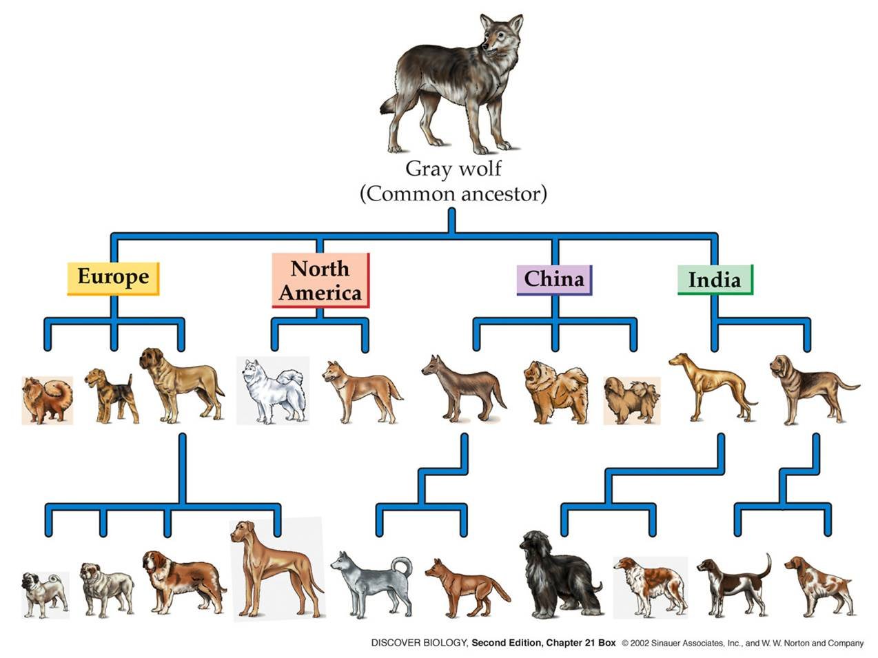 Evolution of wolf into dogs chart