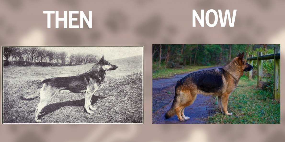 100 years evolution of dogs! How they were and how they are to these days