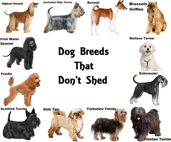 Dog Breeds That Don't Shed