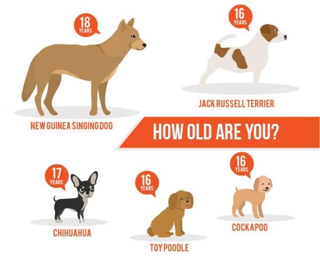 Dog Breeds That Live Longer - 5 Longest Living Dog Breeds