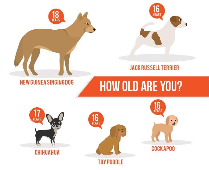 which dog lives the longest