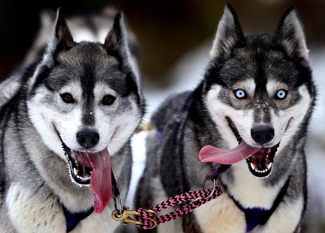 Siberian Husky engagement