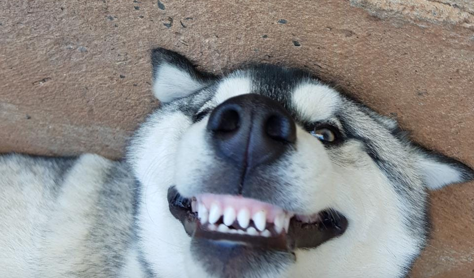 Husky Showing Teeth