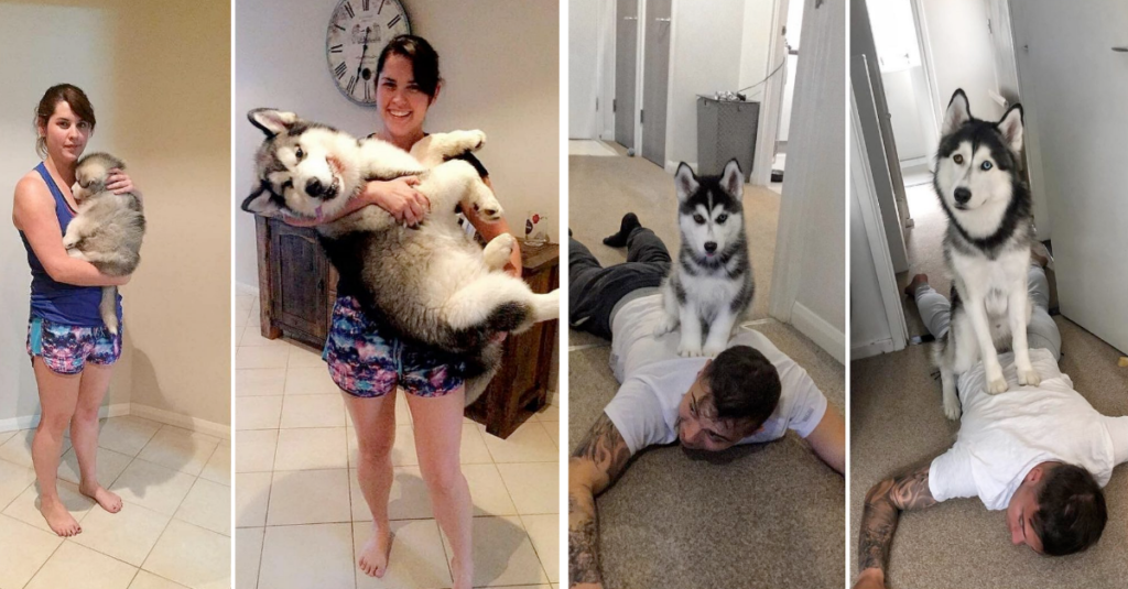 Sweet Before And After Pictures Of Dogs Who’ve Grown Up