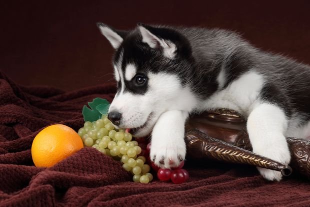 Eating Just One Grape Could Damage Your Dog's Kidneys