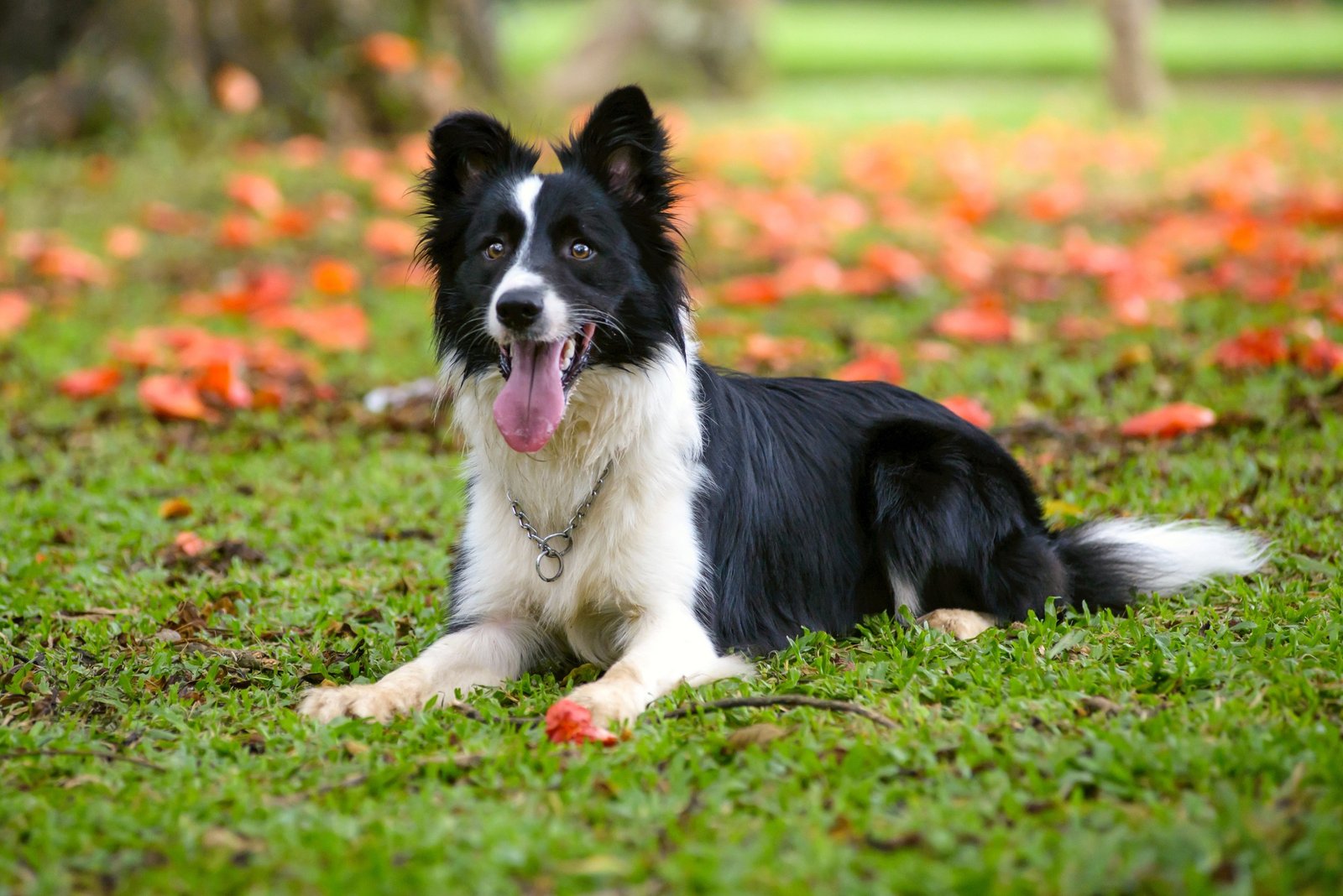 Border Collie - what are best family dog breeds