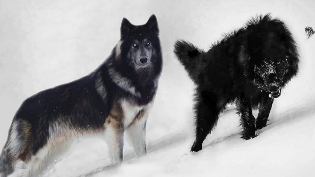 Dogs That Look Like Wolves