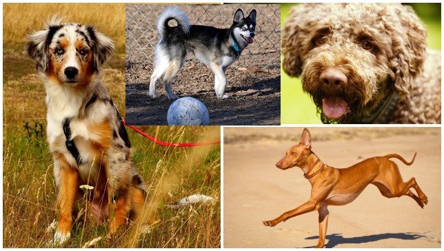 Newest Dog Breeds