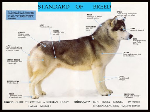 Siberian Husky Breed Standard