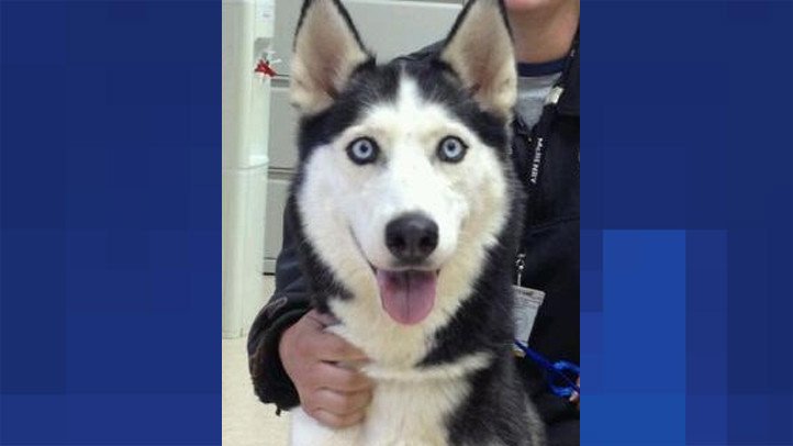 Dog Missing for 5 Years Reunited with Owner