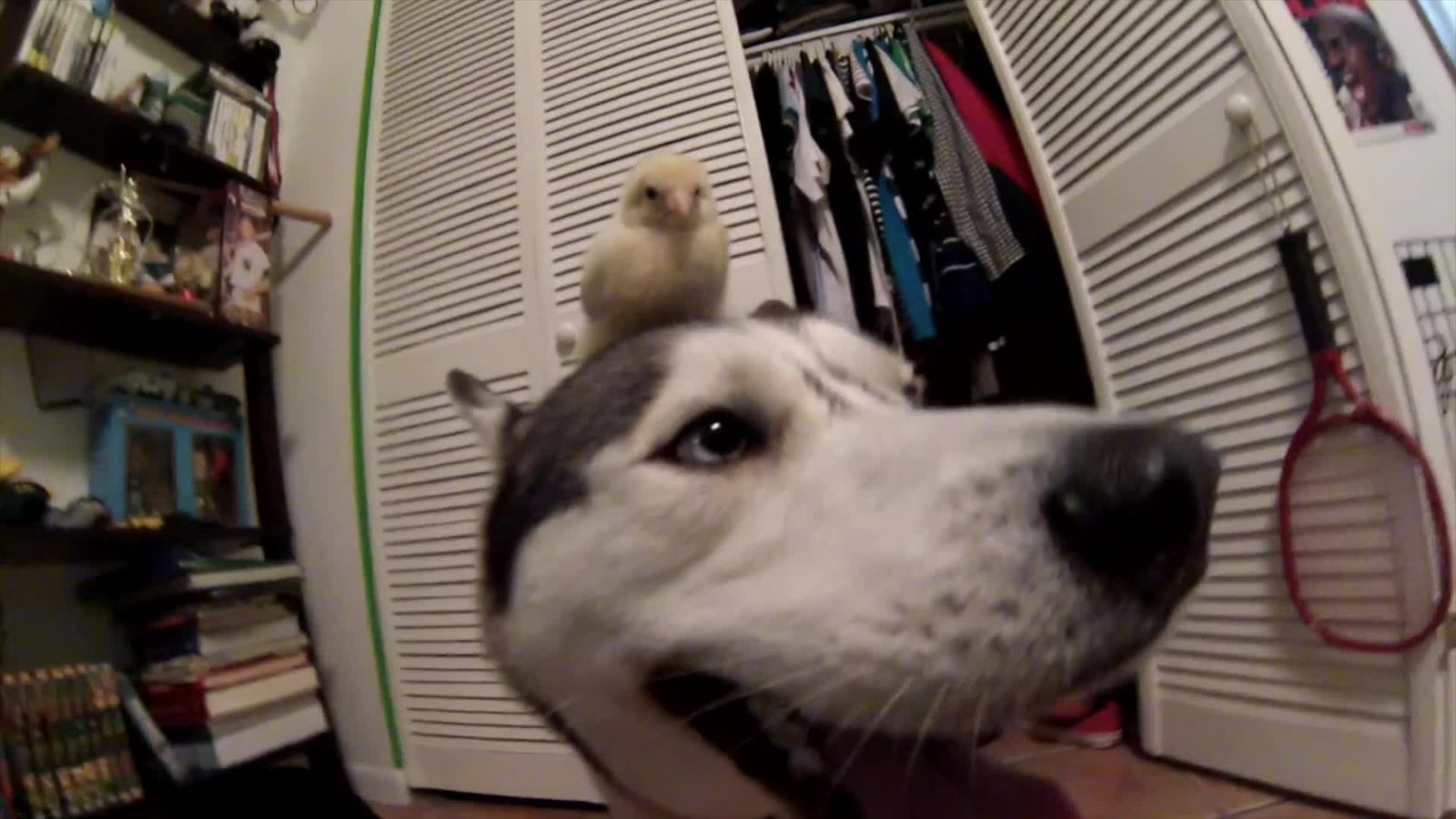 Husky and baby chick share incredible Friendship