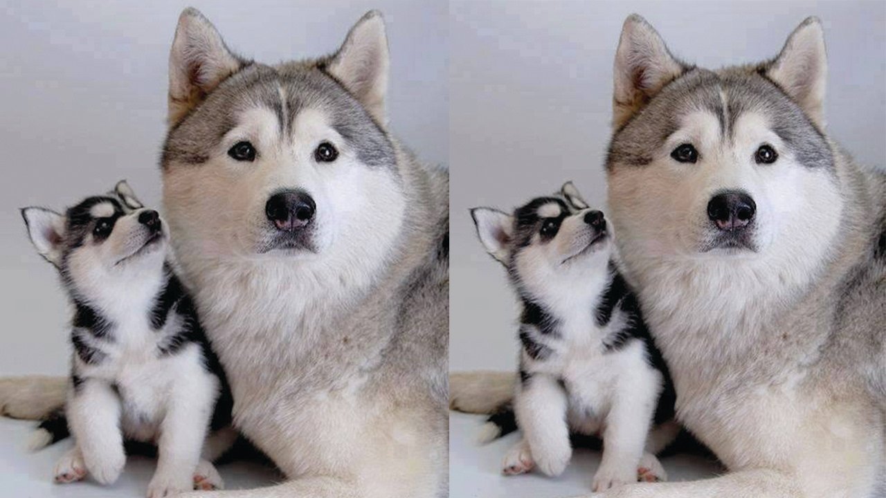 The strong bond between mother and puppies