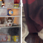 Pictures of Dogs Who failed at Hide and Seek Game