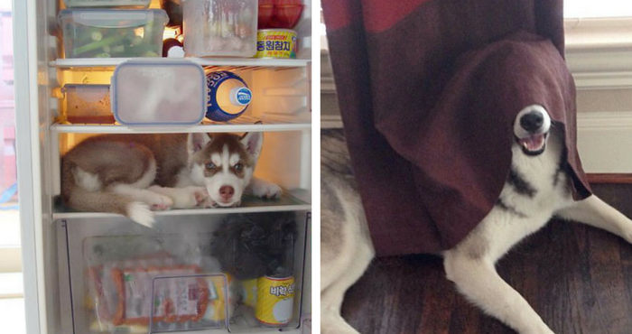 Pictures of Dogs Who failed at Hide and Seek Game