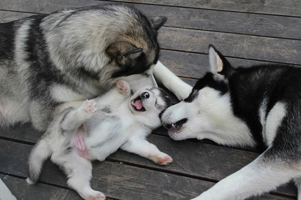 Husky Family Pictures